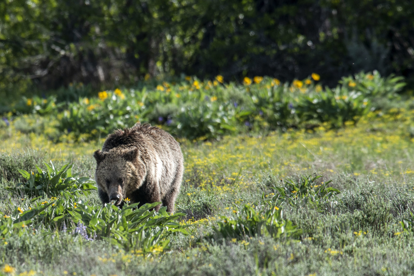 Grizzly bear in Grand Teton